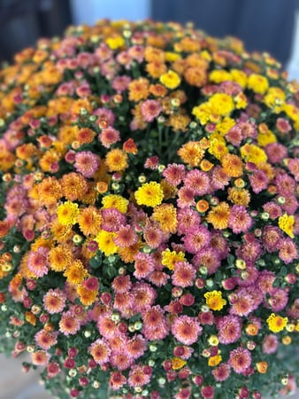 Images Froggy Bottom Materials