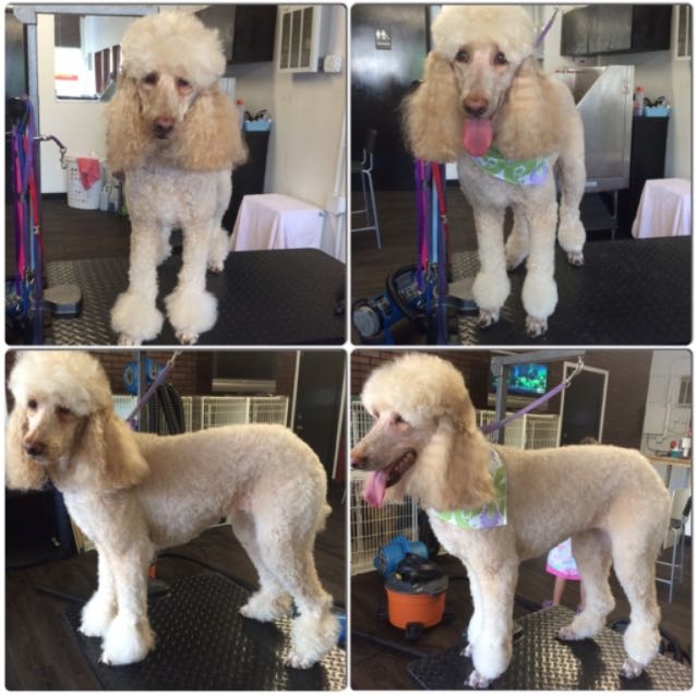Miss Kate, and her brothers, has come back to me! Today was just to fix her groom. She is such a goo 