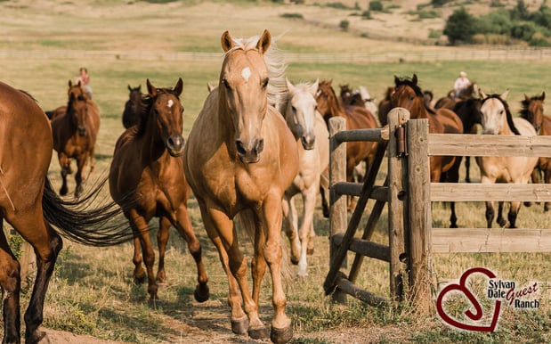 Images Sylvan Dale Guest Ranch & Wedding Venue