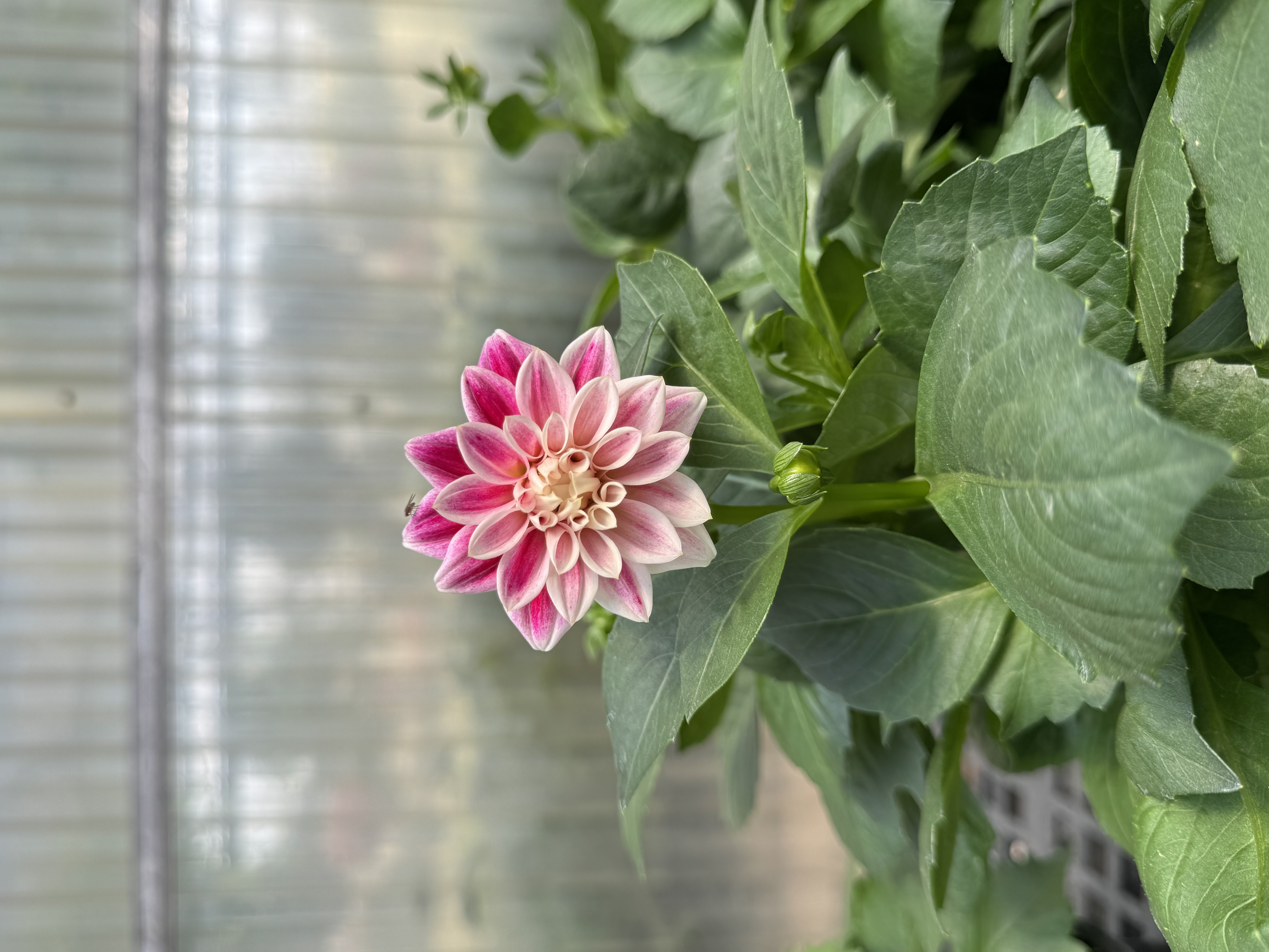 Dahlias bring lots of beautiful annual color for the summer season. 