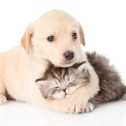 Images All About Dogs & Cats