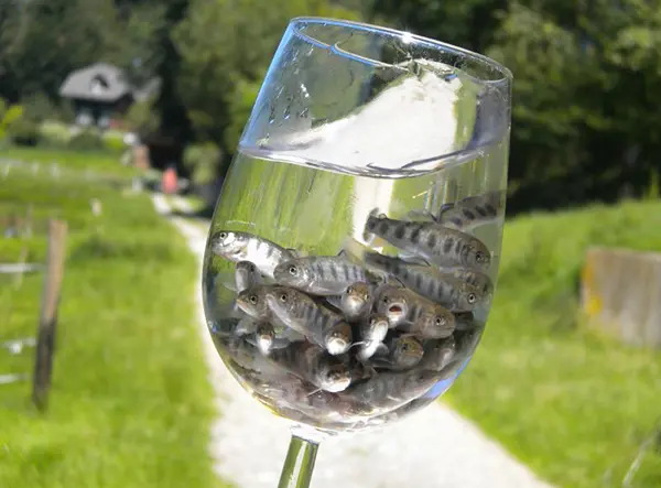 Bild 3 von Forellenzucht Igler - Ulrich Bültermann