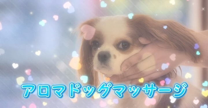 Images たまとポチ 宇津木店