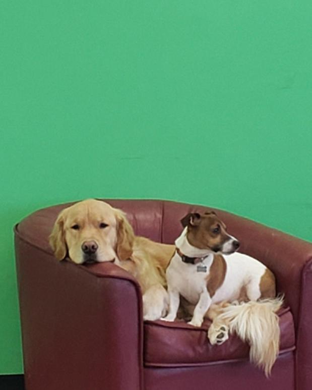 Images Highland Pets