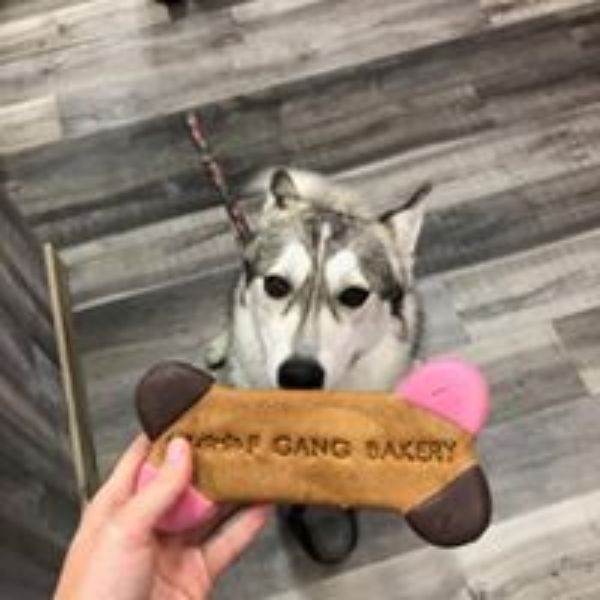 Woof Gang Bakery & Grooming Estero Photo