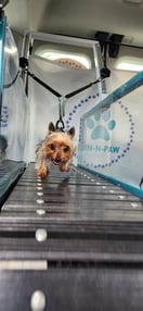 Images Run-N-Paw