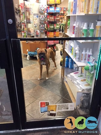 Images Great Outdogs
