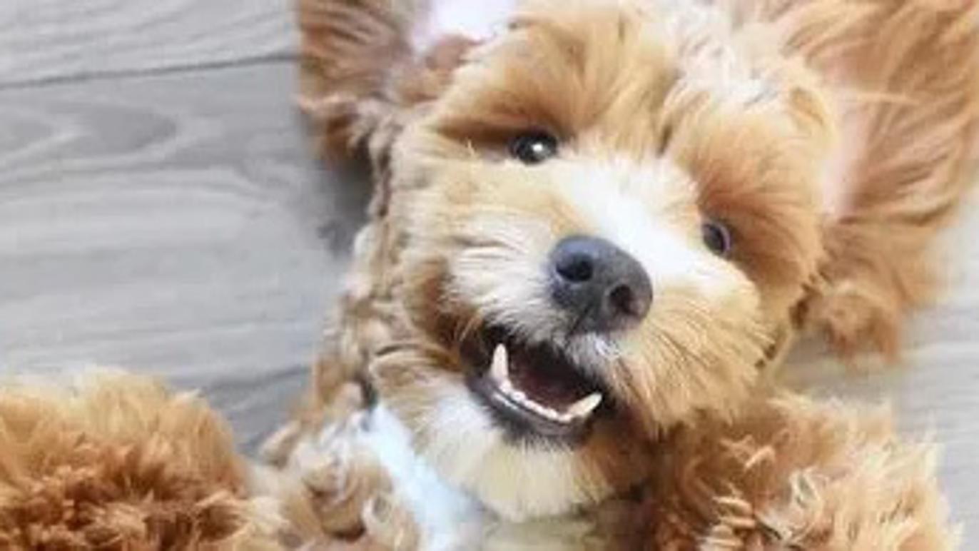 Images Del Mar Dogs - Hundarena