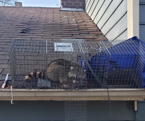 Images Lewis Pest Control & Wildlife Removal