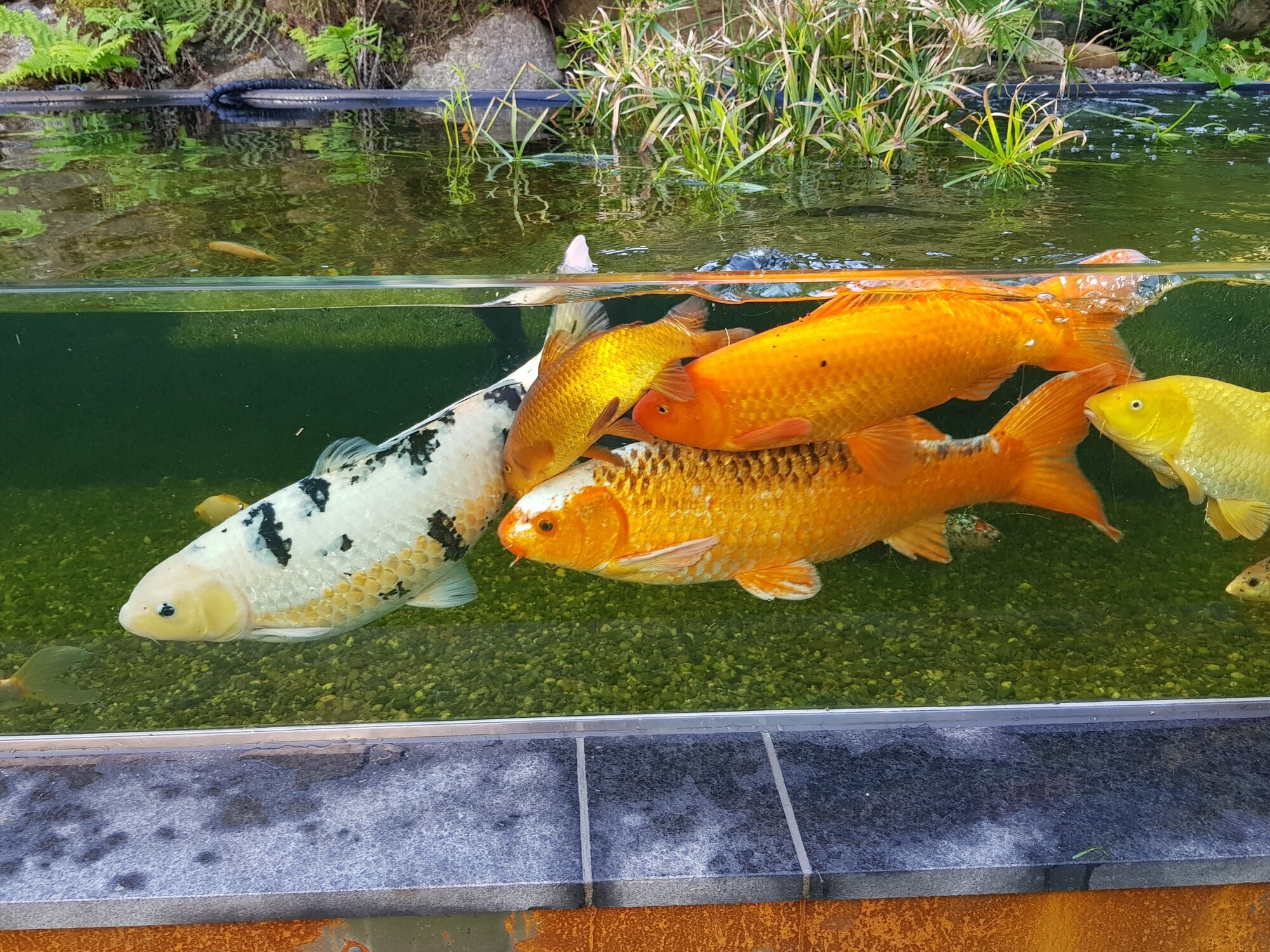 Bilder Yasiflor GmbH MANUFAKTUR GARTEN  WASSER