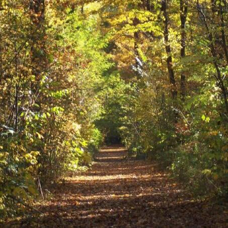 The Path Forward