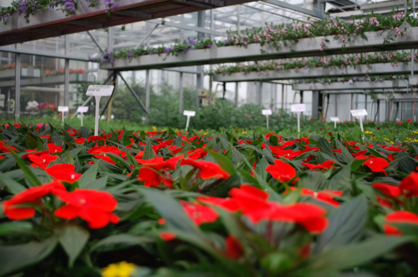 Bilder Bullo Luca Fiori