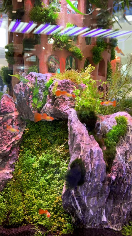 Images Pets Paradise
