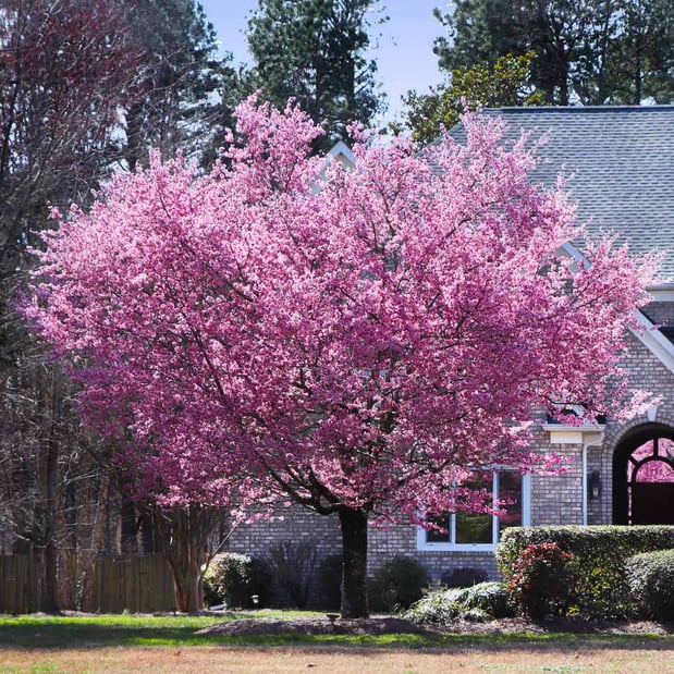 Images TreeTech Tree Service Inc