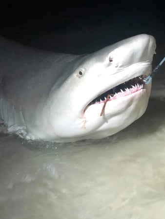 Images NSB Shark Hunters