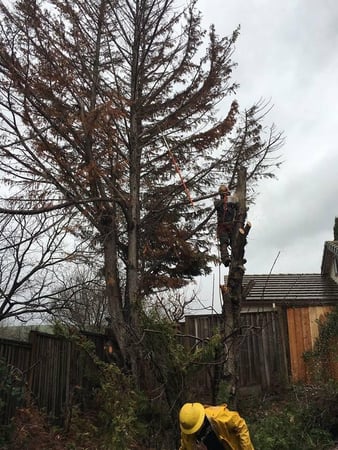 Images Am/Pm Tree Service, Inc.
