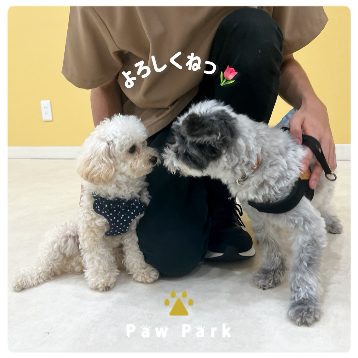 Images PawPark 犬のようちえん 高槻店