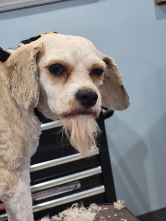 Images ABC's of Dog Training