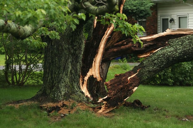 Images Vega's Tree Service