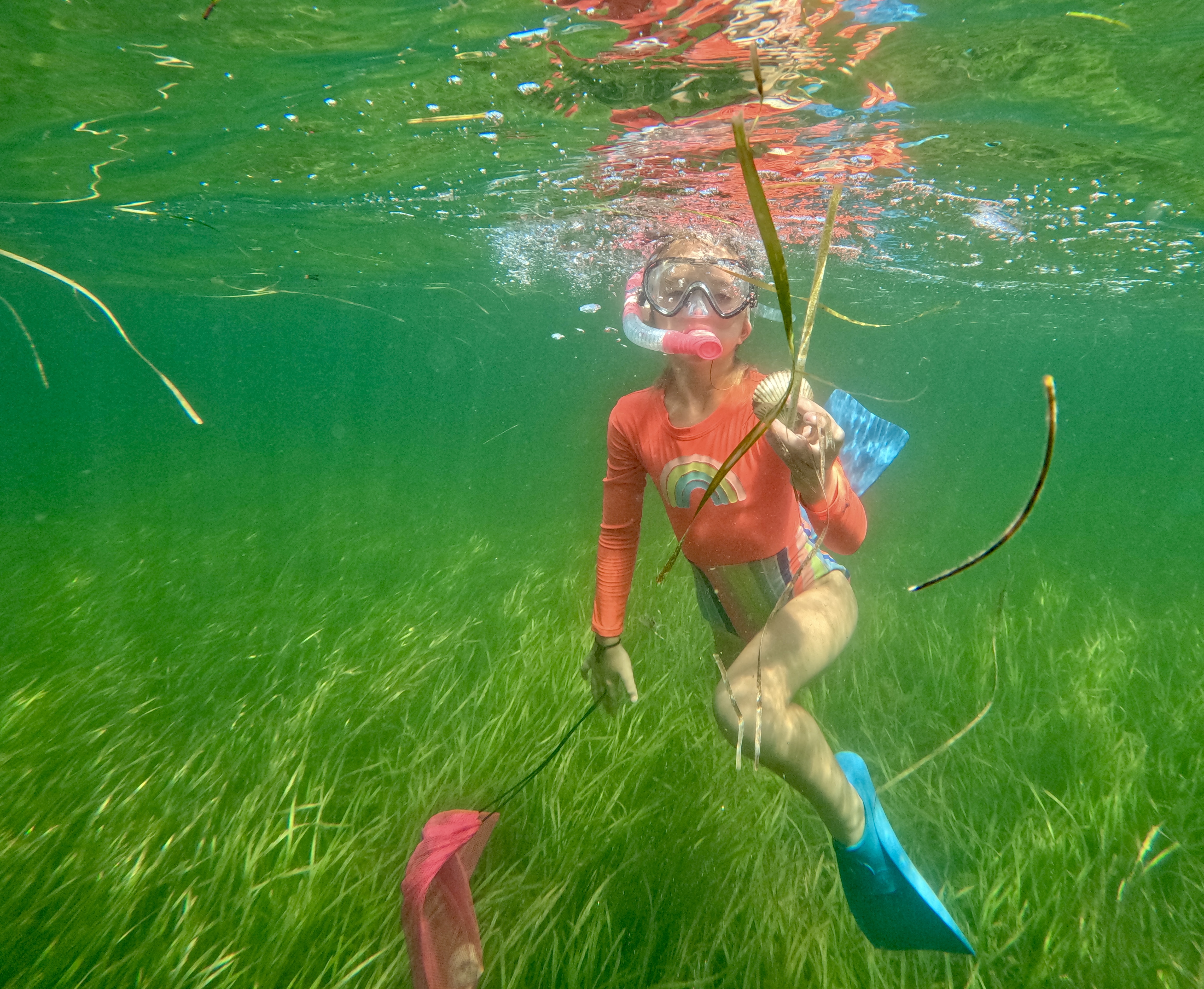 Suncoast Scalloping