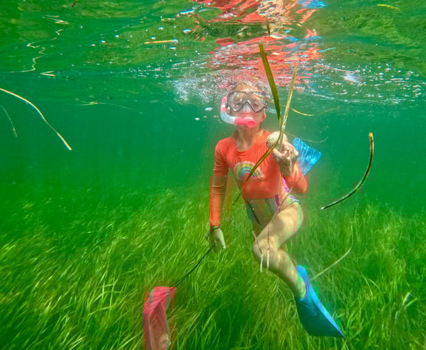 Images Suncoast Scalloping