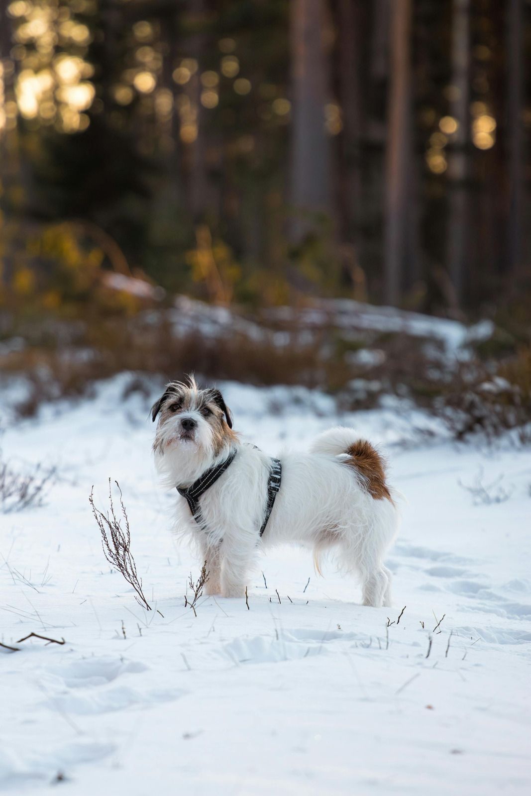 Small terrier stands confidently in a snowy landscape, reflecting everyday outdoor environments where regular pet waste removal services help homeowners maintain clean, healthy, and attractive residential yards year round.
