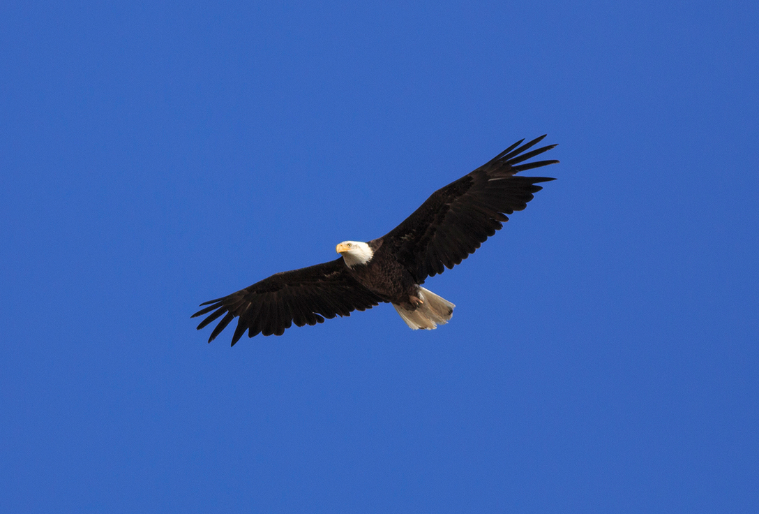 A bald eagle soars in a clear blue sky, wings fully extended. The eagle's white head and tail contrast with its dark brown body and wings, embodying freedom.