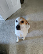 Images Dog Pawpa K9 Connection