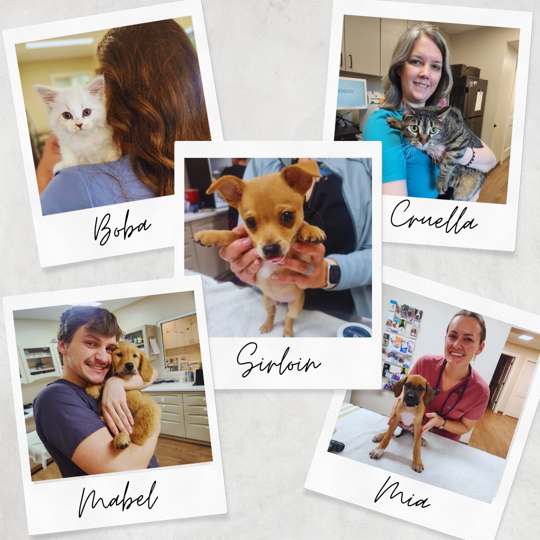 Gregory Veterinary Clinic – Adorable Patients Collage