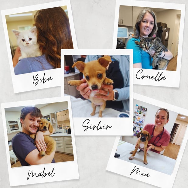 Images Gregory Vet Clinic