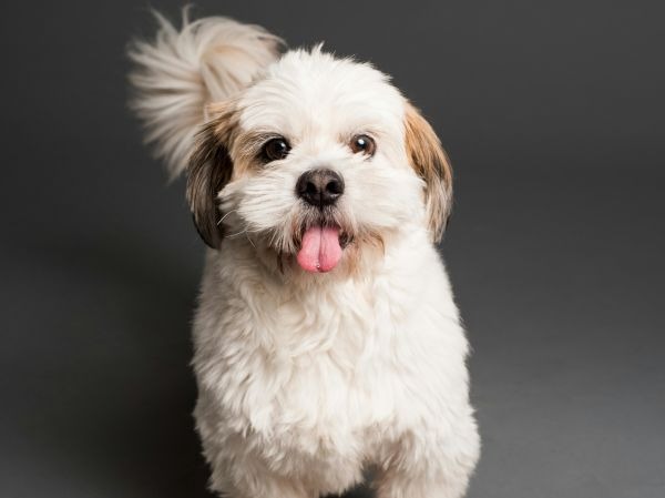 Images My Pet Dog トリミングルーム