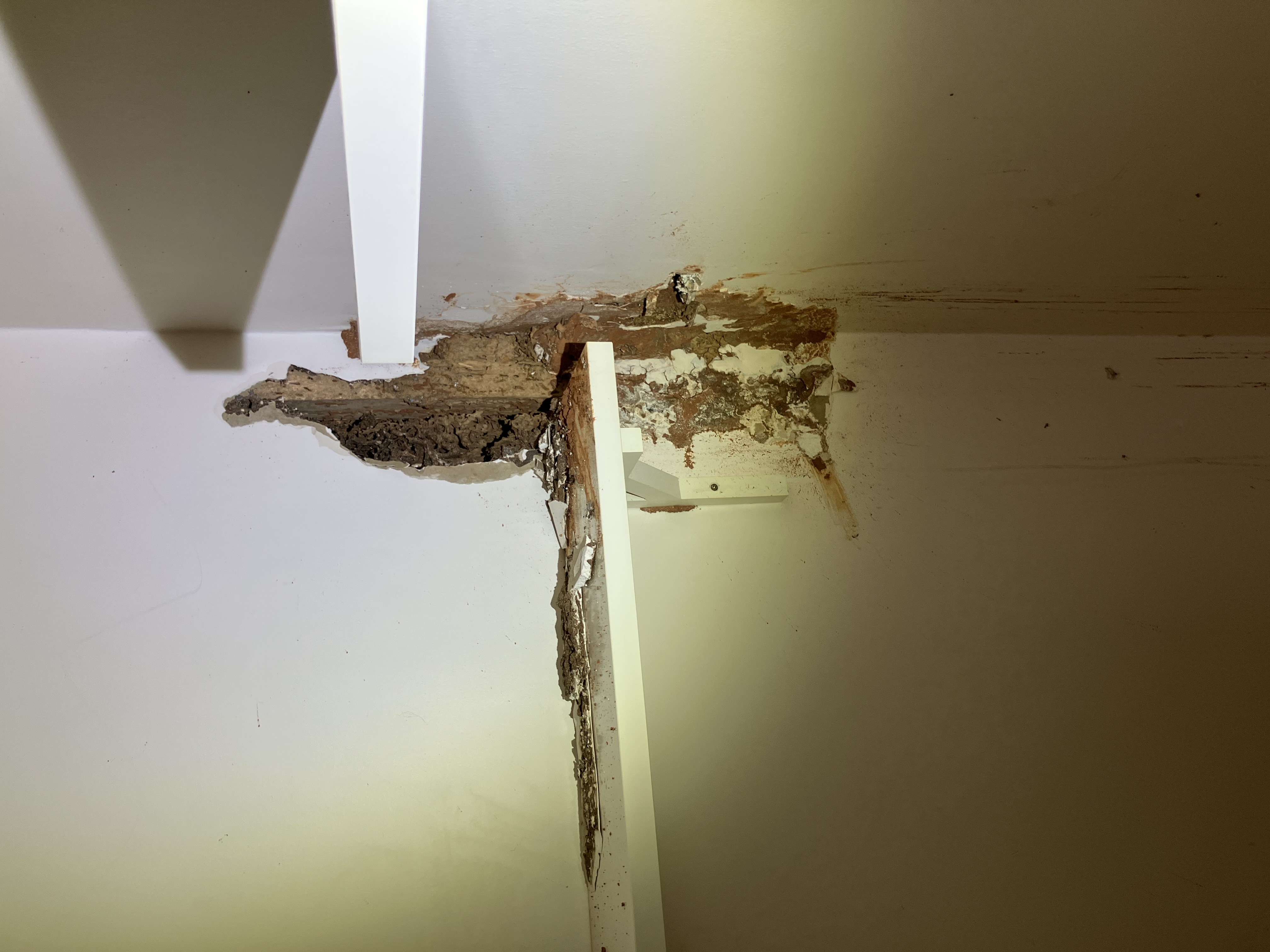 Images Bligh Park Pest Control
