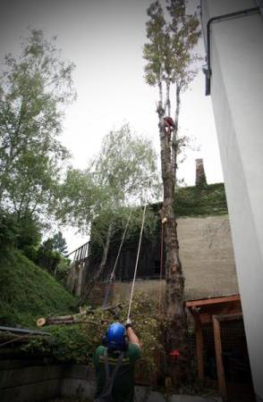 Baumfällprofis - WERNER BAUER, Cumberlandstraße 69/Top 2-3 in Wien