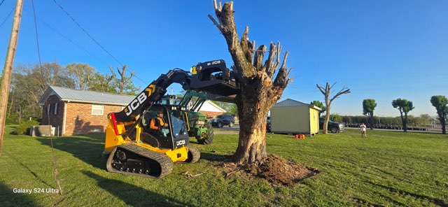 Images Rikin Tree Services