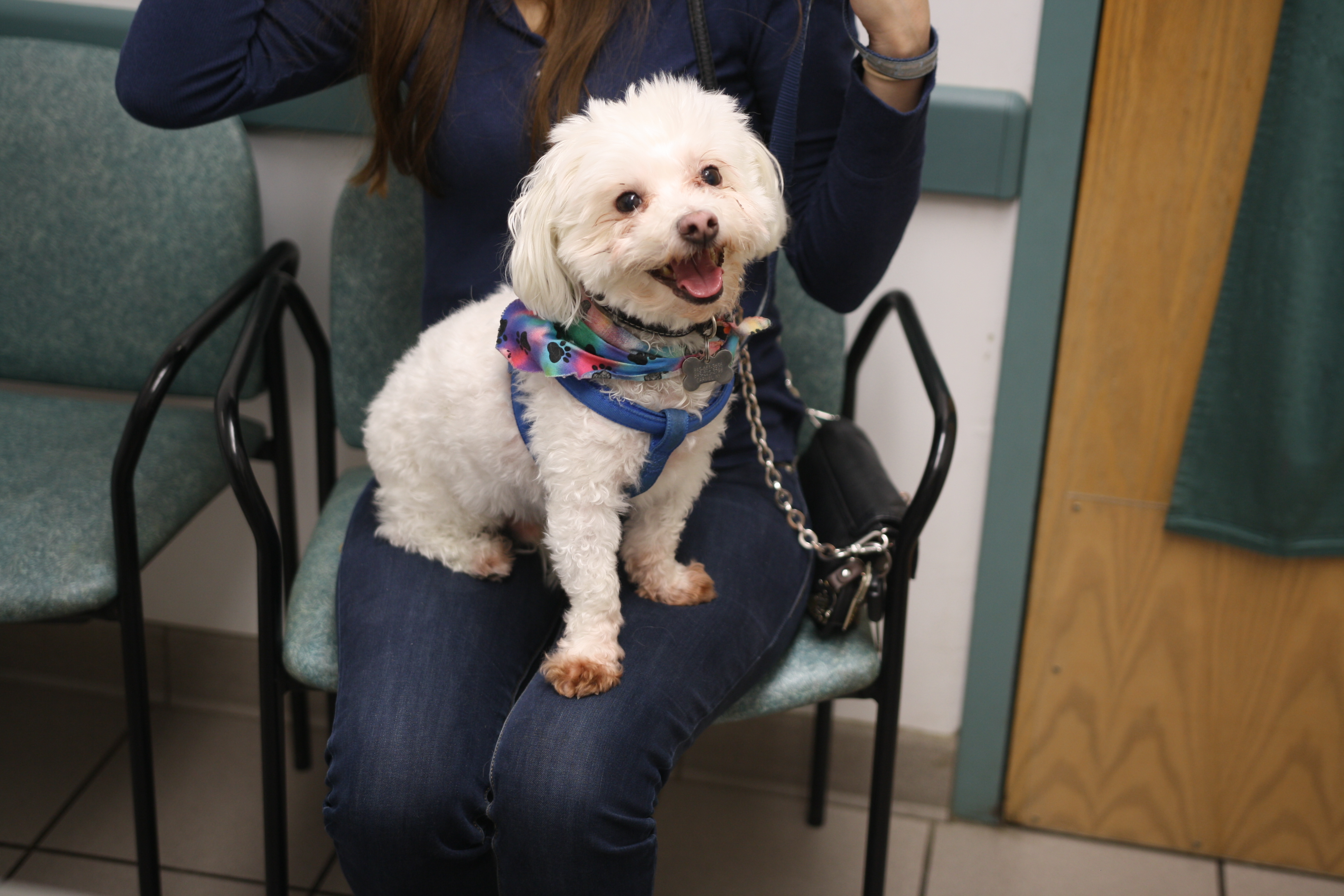 Look at that smile! This pup looks so happy getting ready for her examination.
