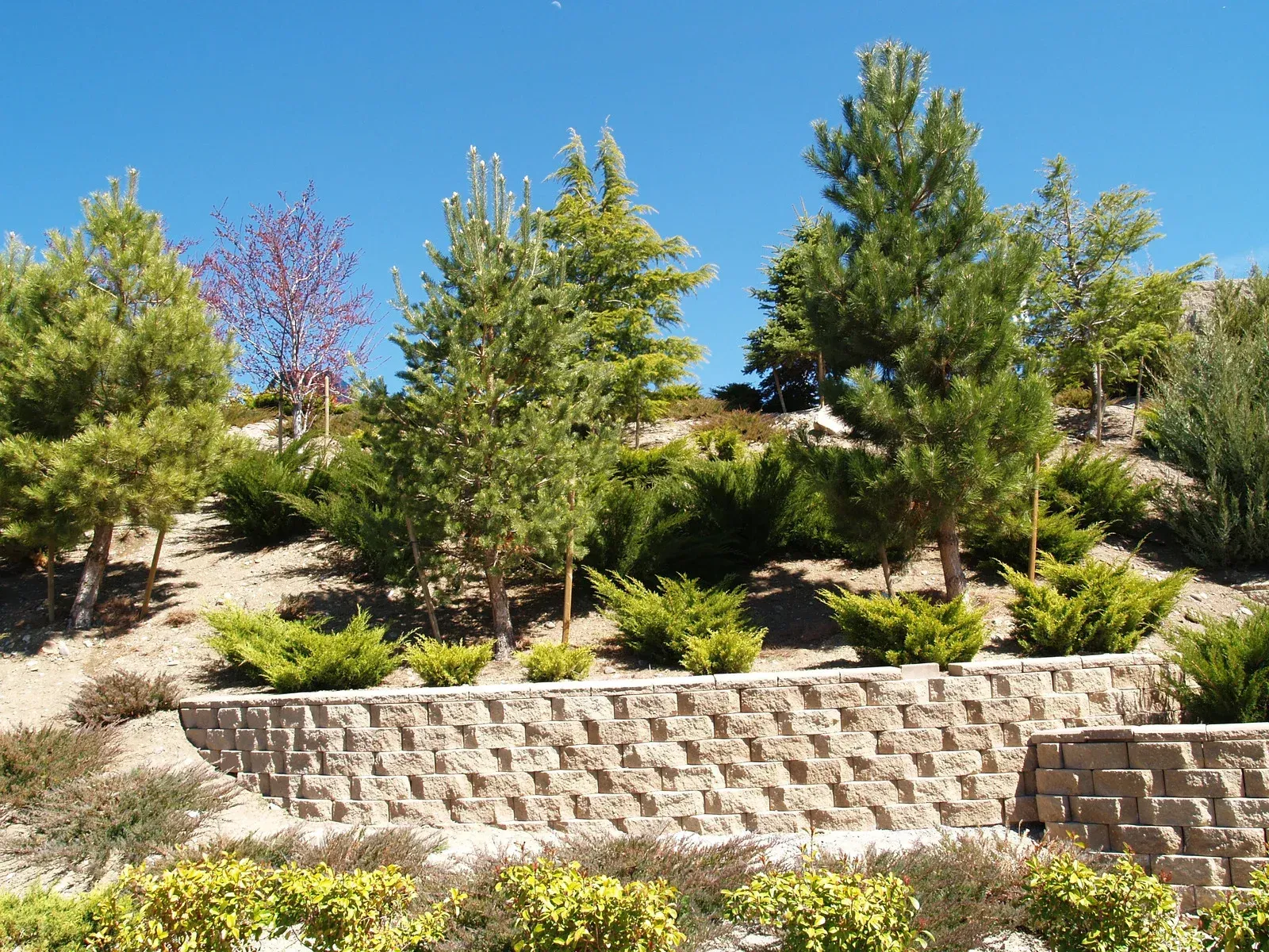 Beautiful retaining wall supporting a landscaped hillside with ornamental trees, shrubs, and drought 
