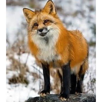 Fox Communication Inc.