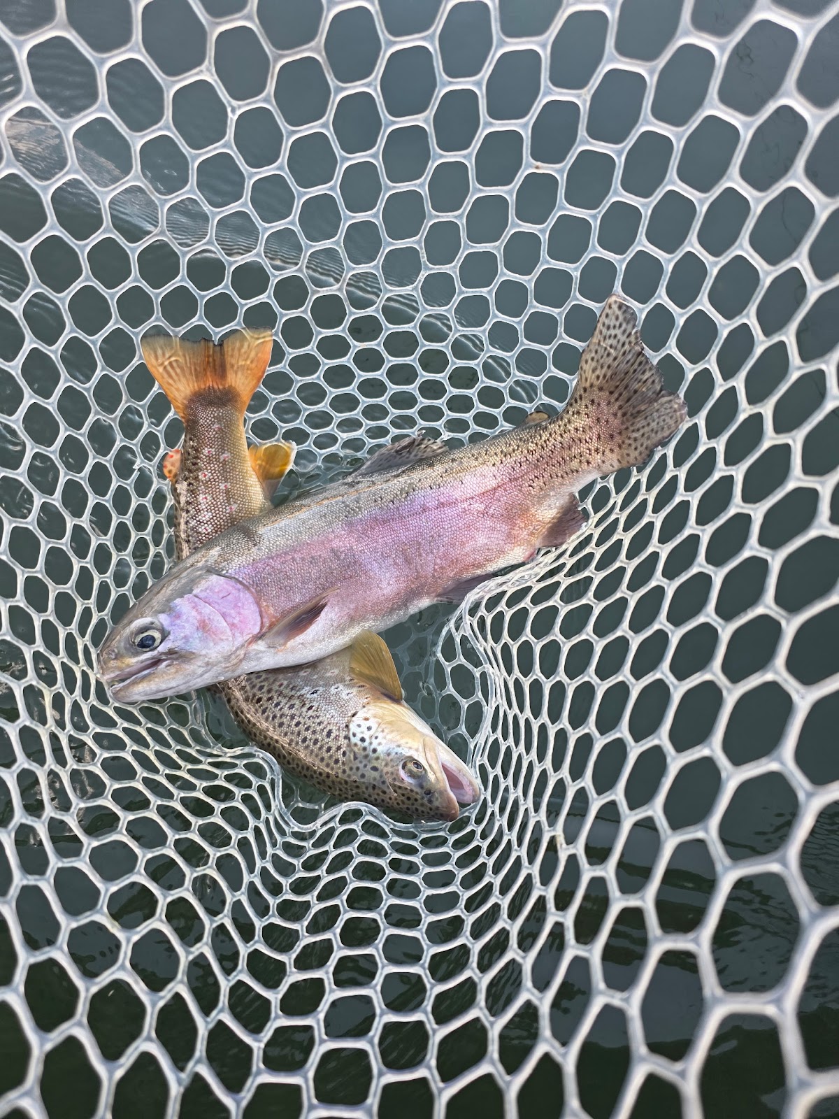 A close-up shot captures three freshly caught trout resting in a white fishing net. The fish, likely rainbow and brown trout, display vibrant colors and distinctive spotting. The net's hexagonal mesh allows a glimpse of the dark, rippling water beneath.