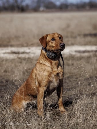 Images Quick Trigger Kennels