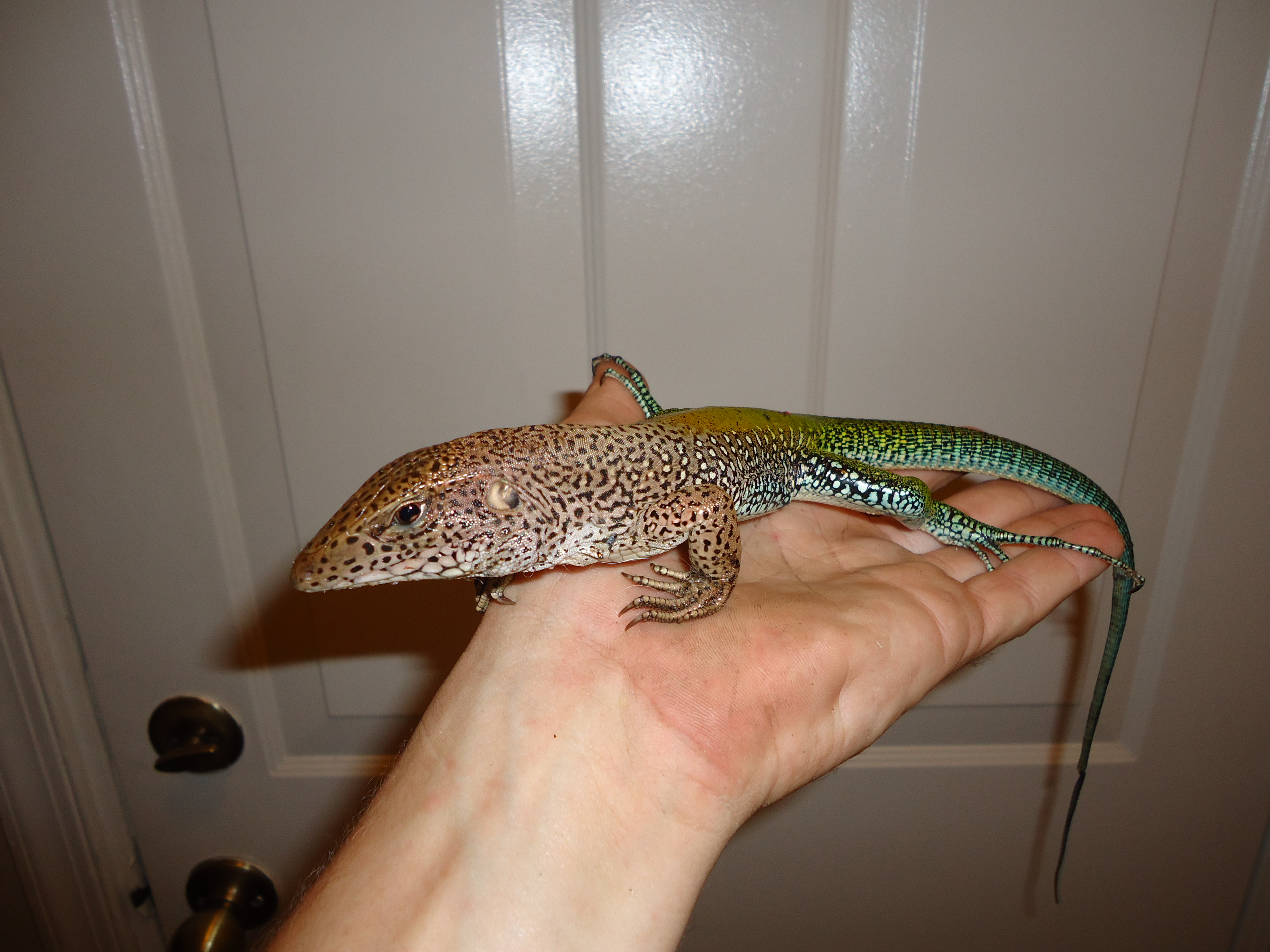 Delray Beach, FL lizard control and iguana removal services.