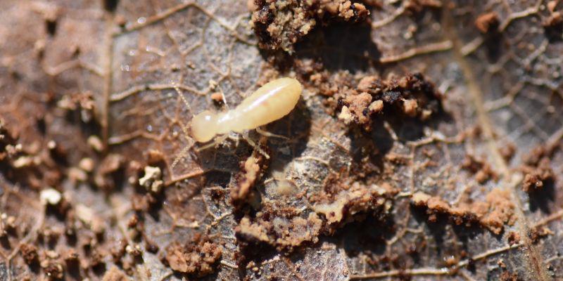 Images Invicta Environmental Pest Defense