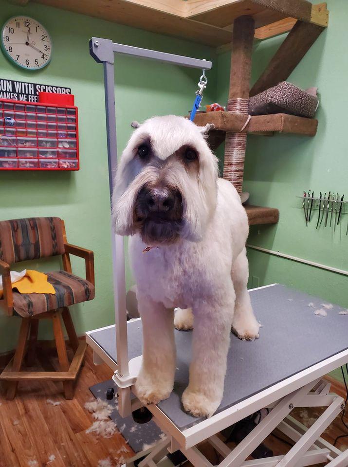 Super Groomers Photo