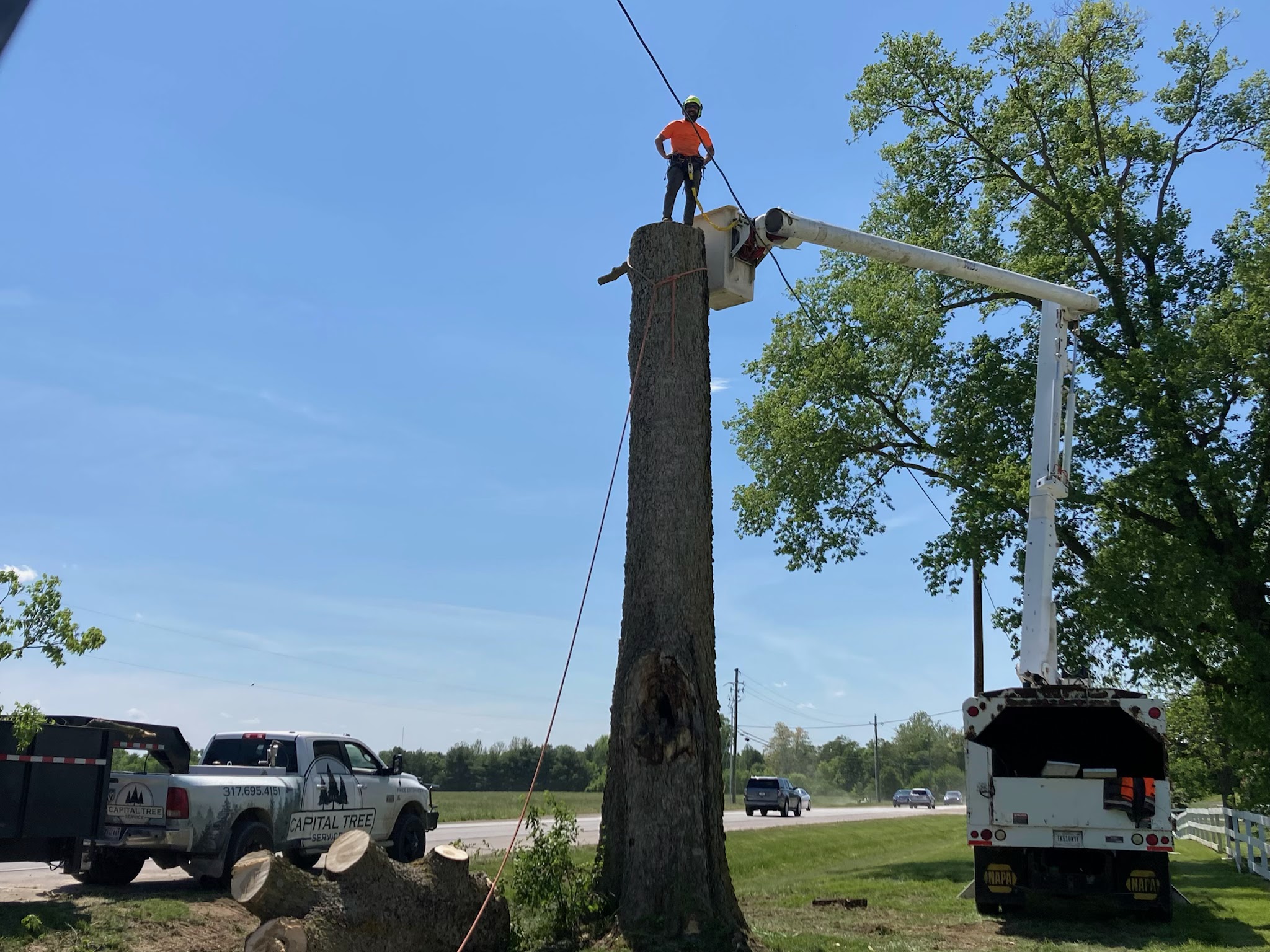 A tree service worker is positioned high in a bucket truck, standing on top of a tree stump, as they trim a tree. Below, a white pickup truck with a trailer is parked, and felled tree logs are scattered on the ground. The scene is set outdoors on a clear, sunny day with a bright blue sky.