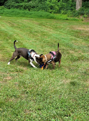 Images Lenny's Pet Care