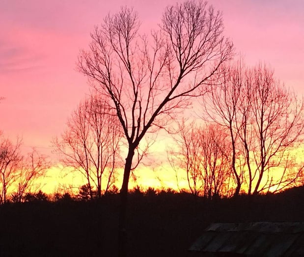 Images Greenway Tree Care