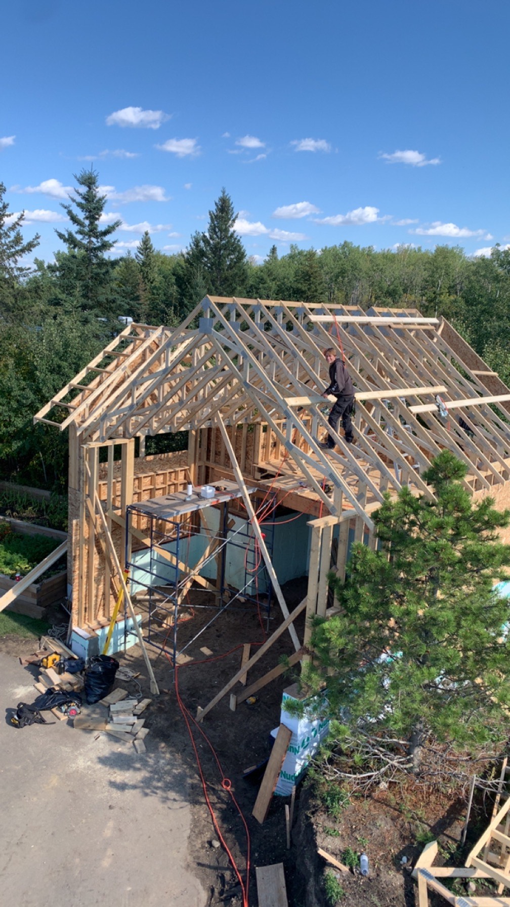 Images The Blue Spruce Builder