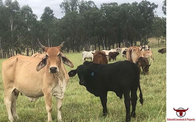 Images Eidsvold Livestock and Property
