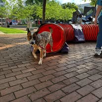 Images Paragon Pups LLC