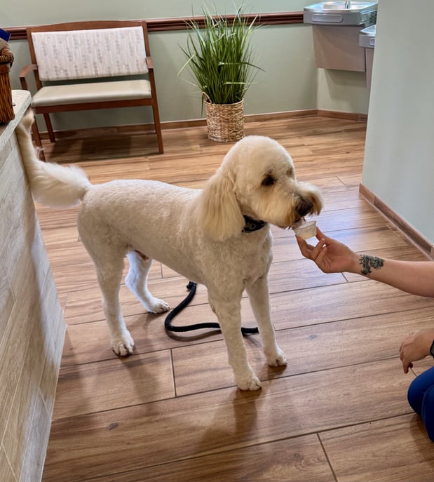 Images VCA Sanibel Animal Hospital