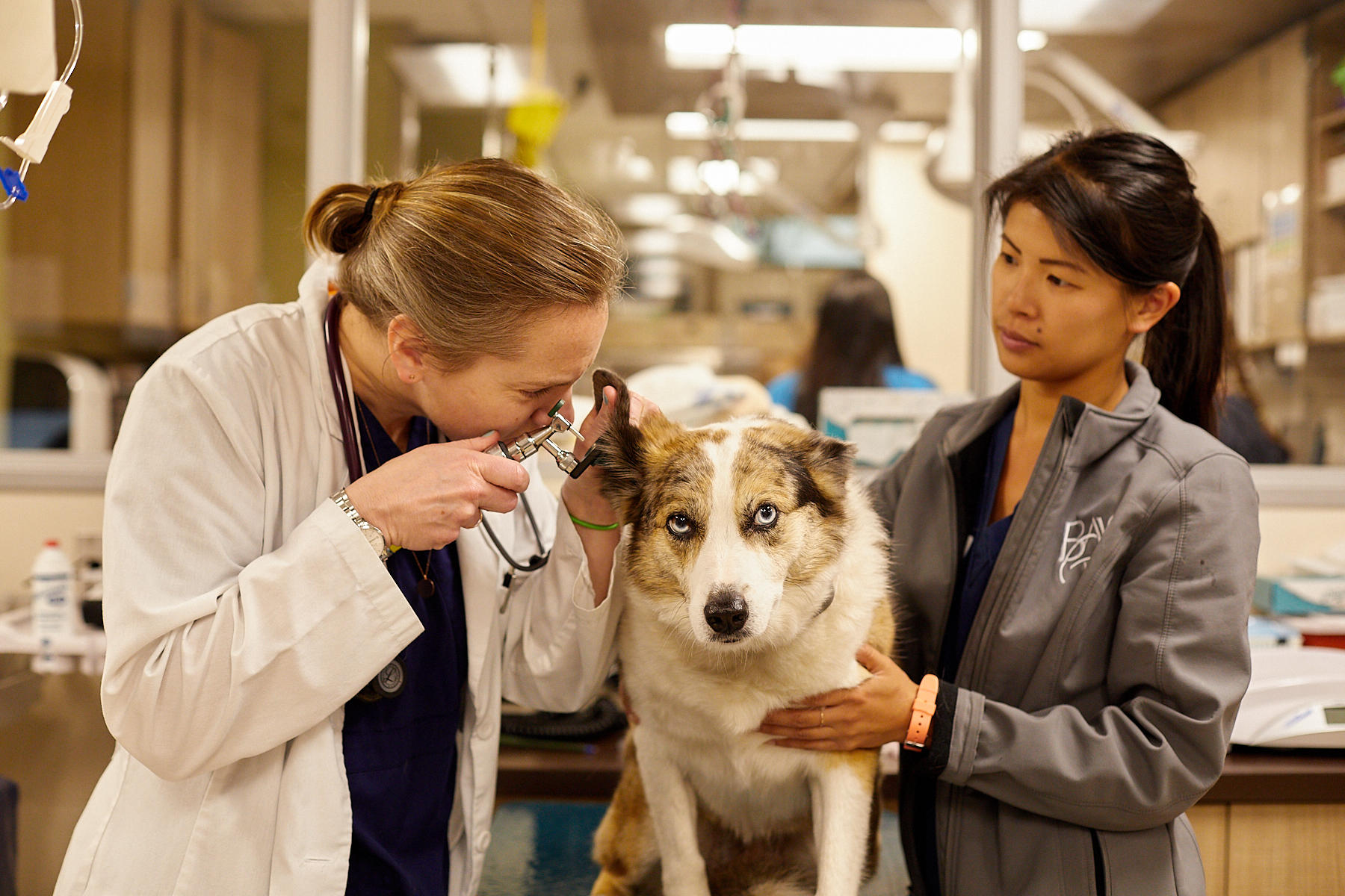 Image 2 | VCA Bay Area Veterinary Specialists & Emergency Hospital